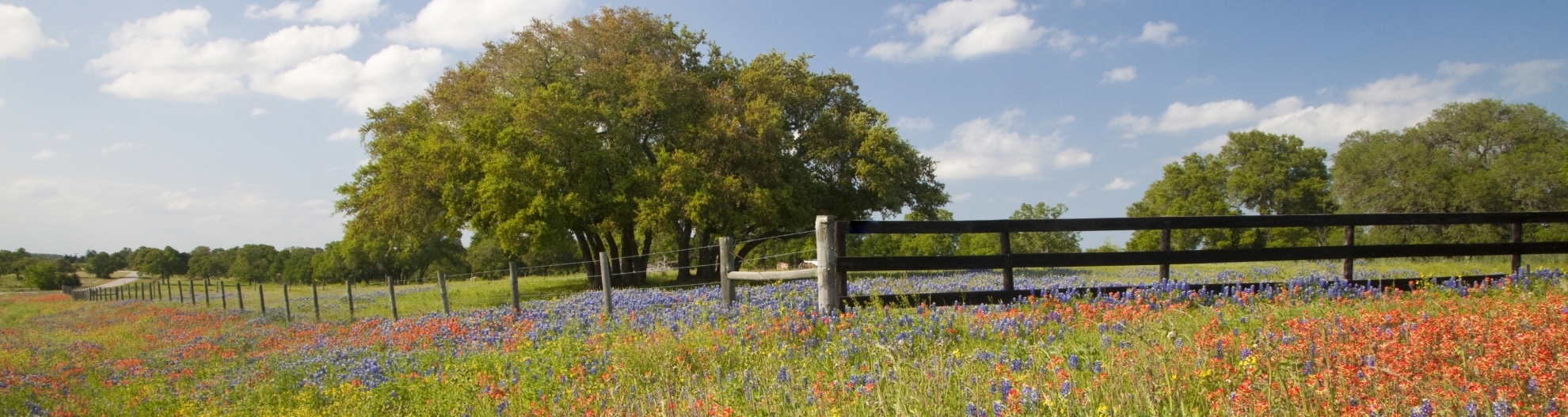 Springtime Texas Hill Country